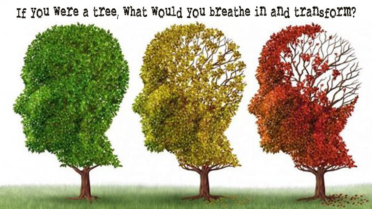 Breathe in, Breathe Out:  The life of a tree
